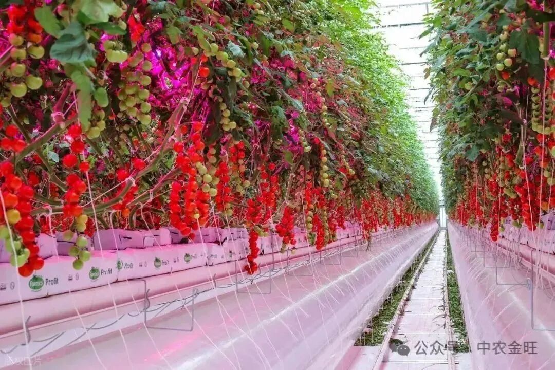 1762757055697734.jpg 1762757055697734.jpg