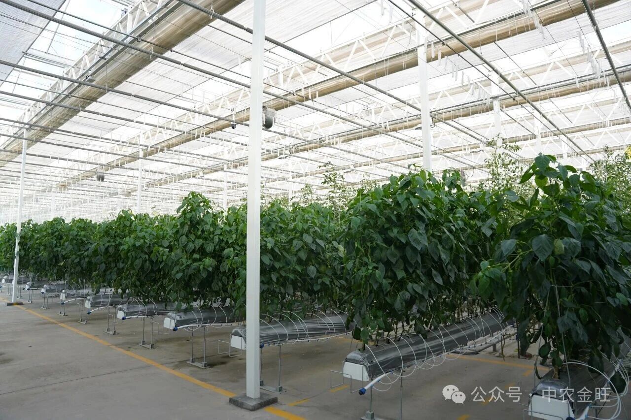 1764750457311066.jpg 1764750457311066.jpg